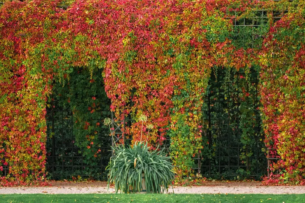 Devis Pergola en Ligne : Obtenez Votre Prix Gratuit