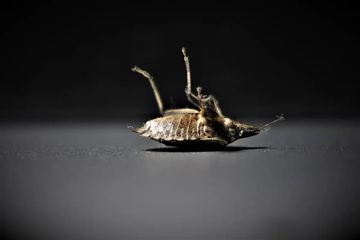 Devis en ligne pour l’extermination de punaises de lit