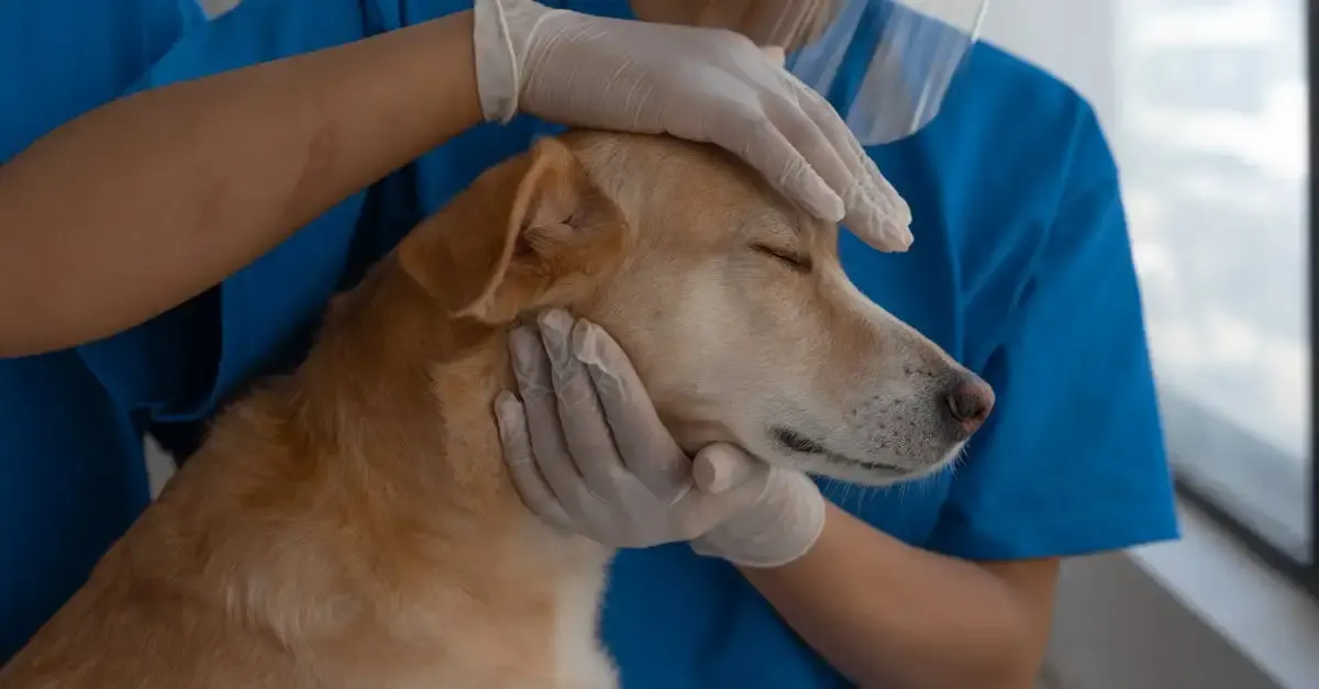 Devis mutuelle animaux